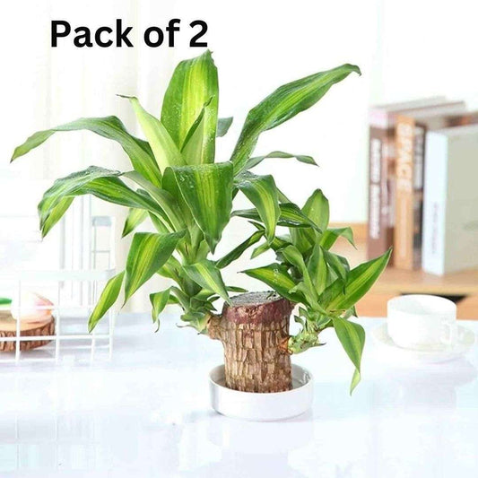 Pack of 2 Brazilian lucky wood plants in decorative pots, perfect for home or office decor
