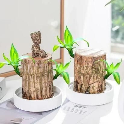Two decorative pots featuring a Brazilian wood plant pack with vibrant green leaves and a quirky figurine