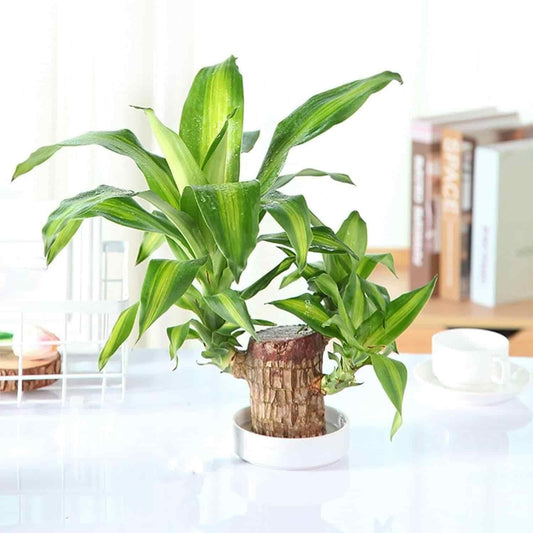 Green mini home plant decorations in a stylish pot for indoor decor and aesthetic appeal